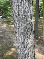 Quercus alba