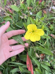 Oenothera biennis