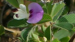 Kummerowia stipulacea