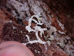 Parmeliopsis hyperopta