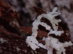 Parmeliopsis hyperopta