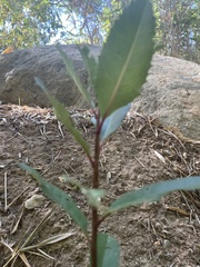 Heteromeles arbutifolia