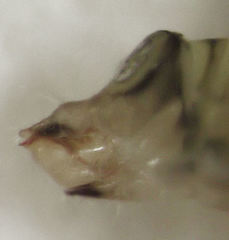 Cryptoneossa triangula