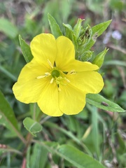 Oenothera biennis