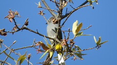 Ptiliogonys cinereus