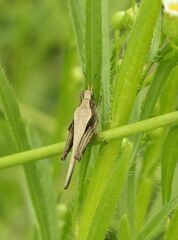 Tetrix subulata