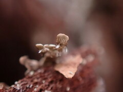 Parmeliopsis hyperopta