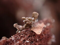 Parmeliopsis hyperopta