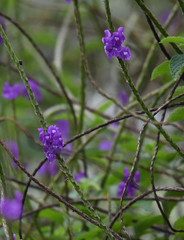 Stachytarpheta jamaicensis