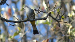 Ptiliogonys cinereus