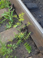 Pastinaca sativa sylvestris