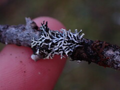Hypogymnia hultenii
