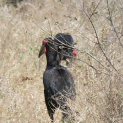 Bucorvus leadbeateri