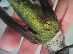 Archilochus colubris