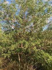 Coursetia glandulosa