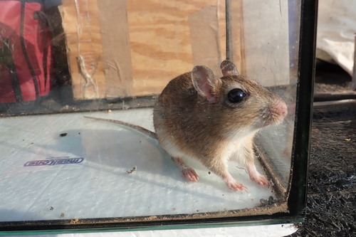 Highveld Gerbil