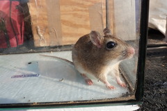 Highveld Gerbil photo 4