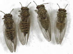 Cryptoneossa triangula