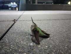 Archilochus colubris