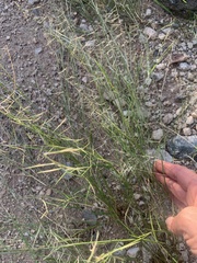 Bouteloua aristidoides