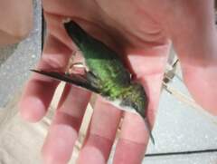 Archilochus colubris