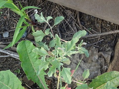 Atriplex tatarica