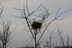 Campylorhynchus brunneicapillus