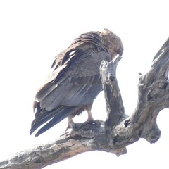 Terathopius ecaudatus