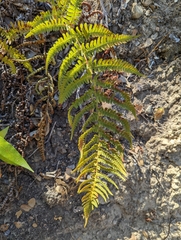 Dryopteris arguta