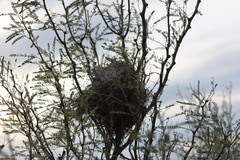 Campylorhynchus brunneicapillus