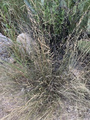 Bouteloua barbata rothrockii