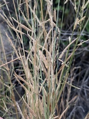 Bouteloua barbata rothrockii