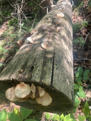 Crepidotus crocophyllus