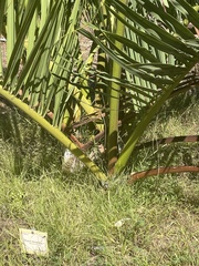 Dypsis decipiens