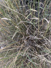 Bouteloua barbata rothrockii