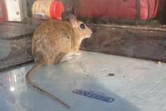 Highveld Gerbil photo 3