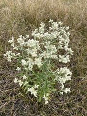 Pseudognaphalium macounii