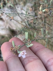Stephanomeria pauciflora