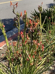 Salicornia pacifica