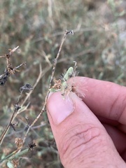 Stephanomeria pauciflora