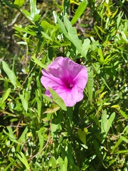 Ipomoea sagittata