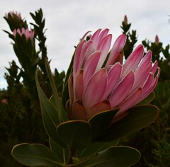 Protea compacta