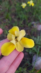 Moraea fugax