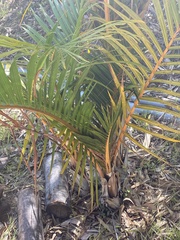 Arecoideae