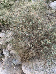 Stephanomeria pauciflora