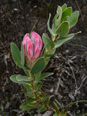 Protea compacta