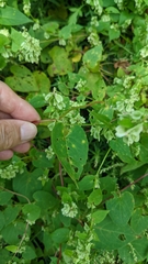 Fallopia scandens
