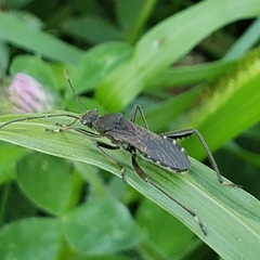 Alydus
