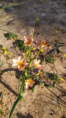 Moraea miniata
