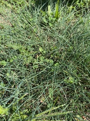 Allium vineale